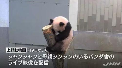 熊猫外卖日本爆料视频,真实操作过程曝光! 第1张 熊猫外卖日本爆料视频,真实操作过程曝光! 第1张